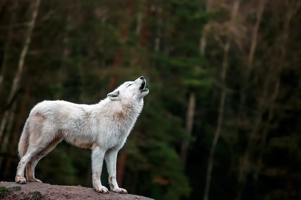 lobo blanco que aulla