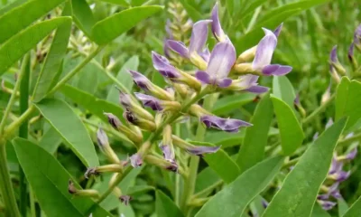 planta y flores de regaliz