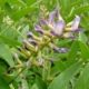 planta y flores de regaliz
