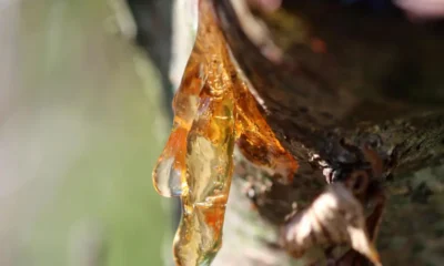 resina ambar corteza arbol