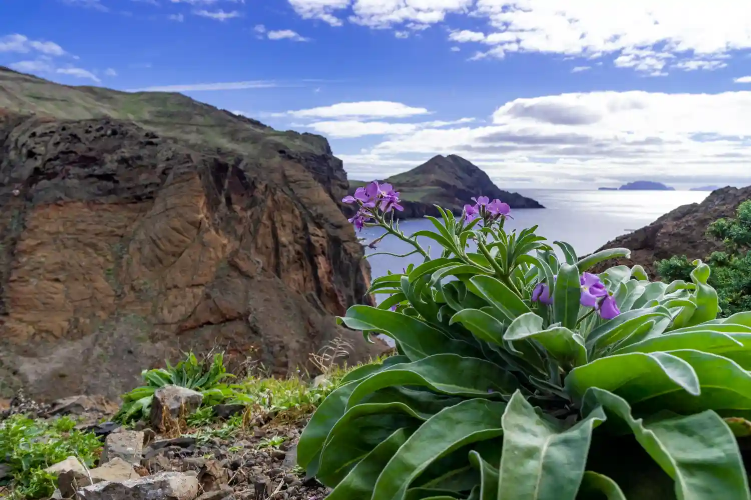 foto de rocas y flores en madeira