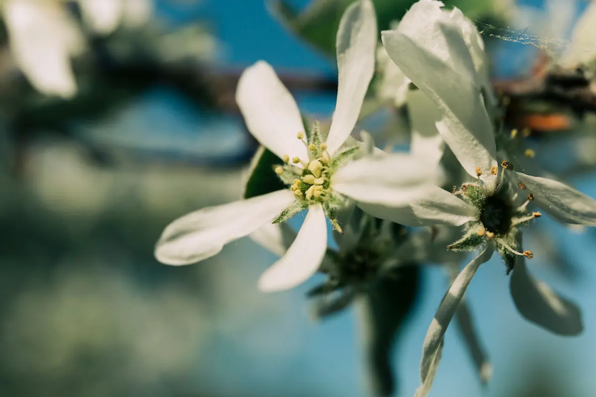 foto de cerca de la flor del olivo