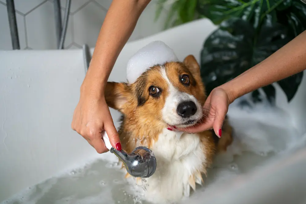 mujer lavando su perro en bañera
