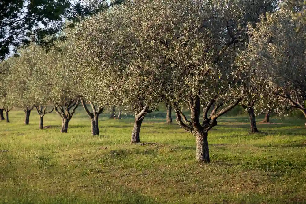 una fila de olivos en un campo verde