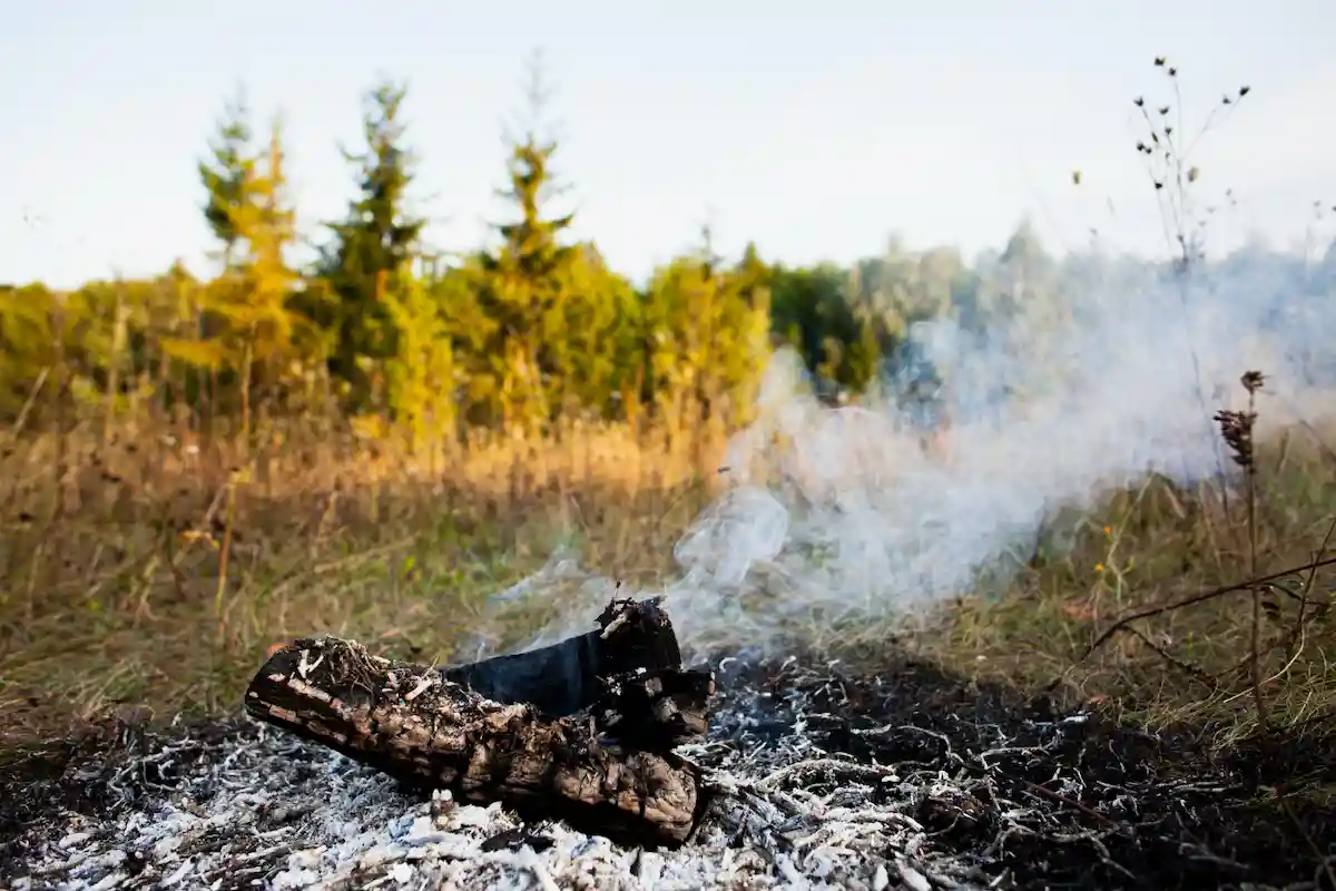 cenizas de un fuego en un bosque