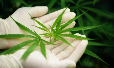 manos guantes blancos con hojas de marijuana