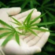 manos guantes blancos con hojas de marijuana