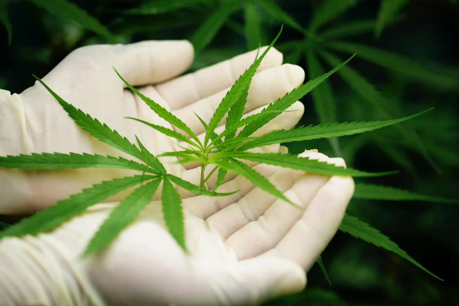 manos guantes blancos con hojas de marijuana