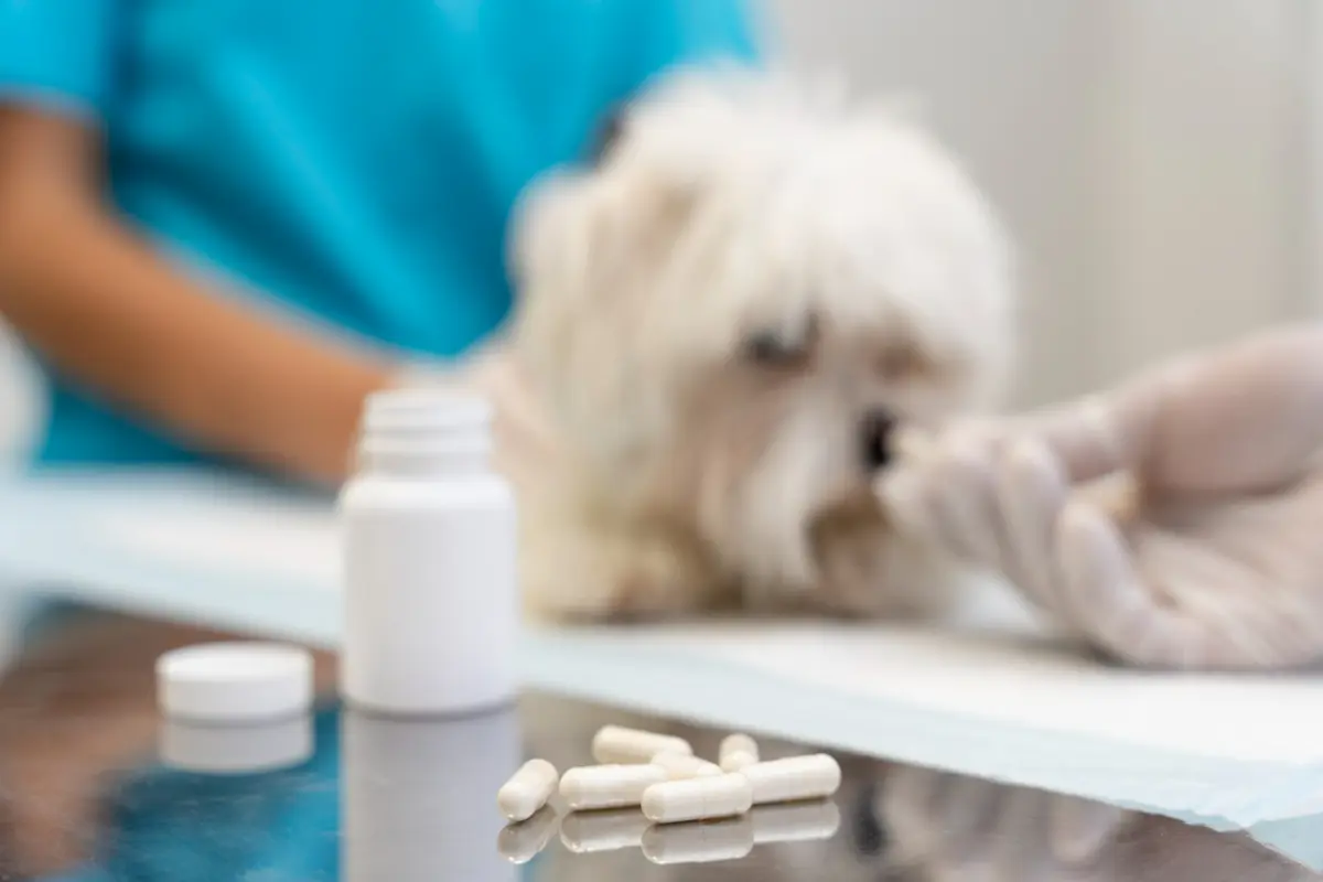perro durante una visita veterinaria