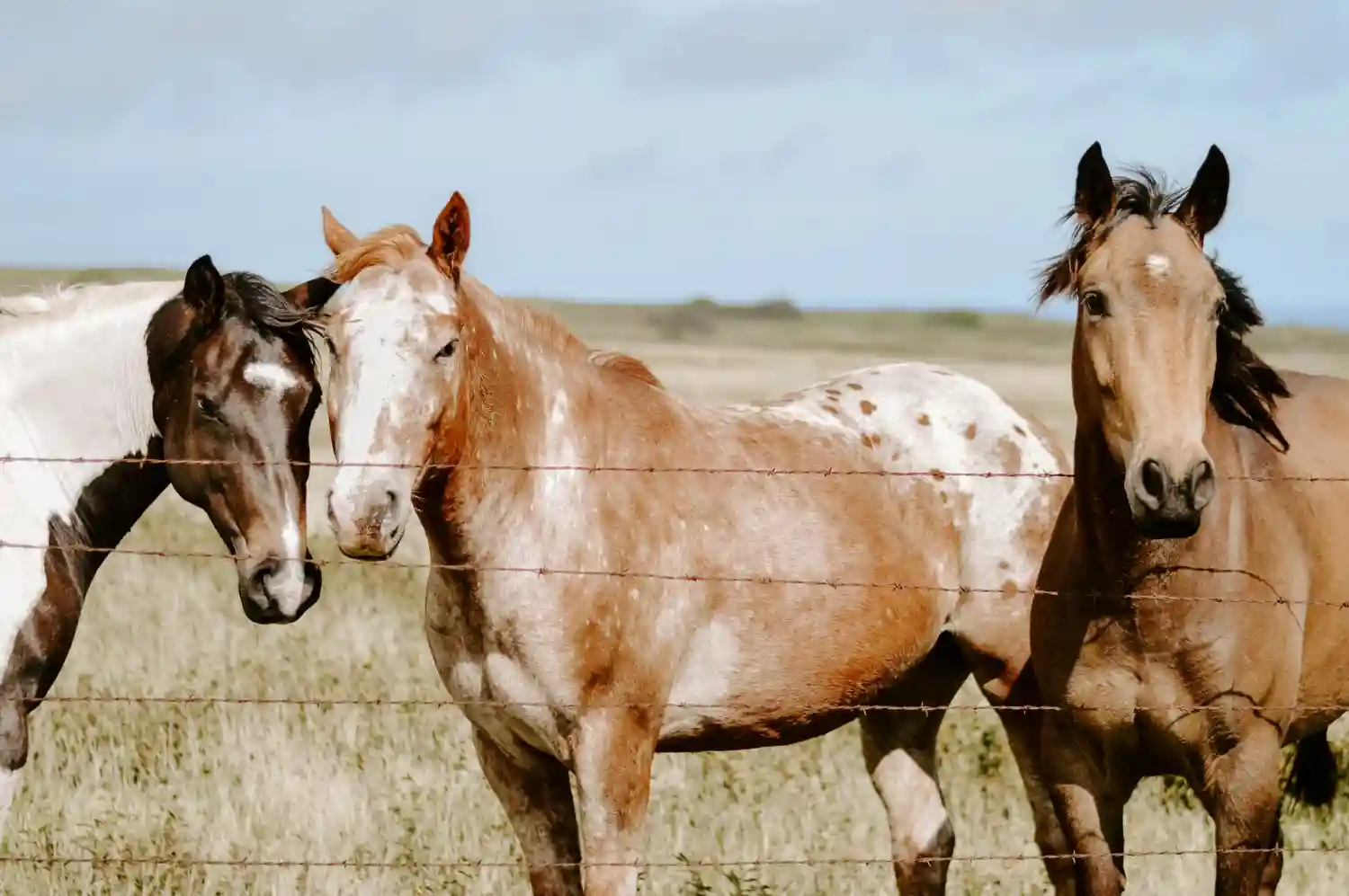 tres caballos en una pradera juntos