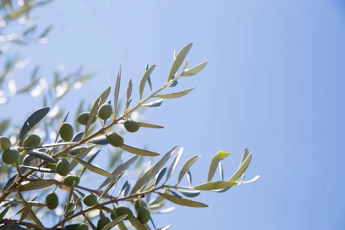 una rama de arbol de olivo con aceitunas