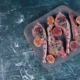 Lechazo al horno sobre plato