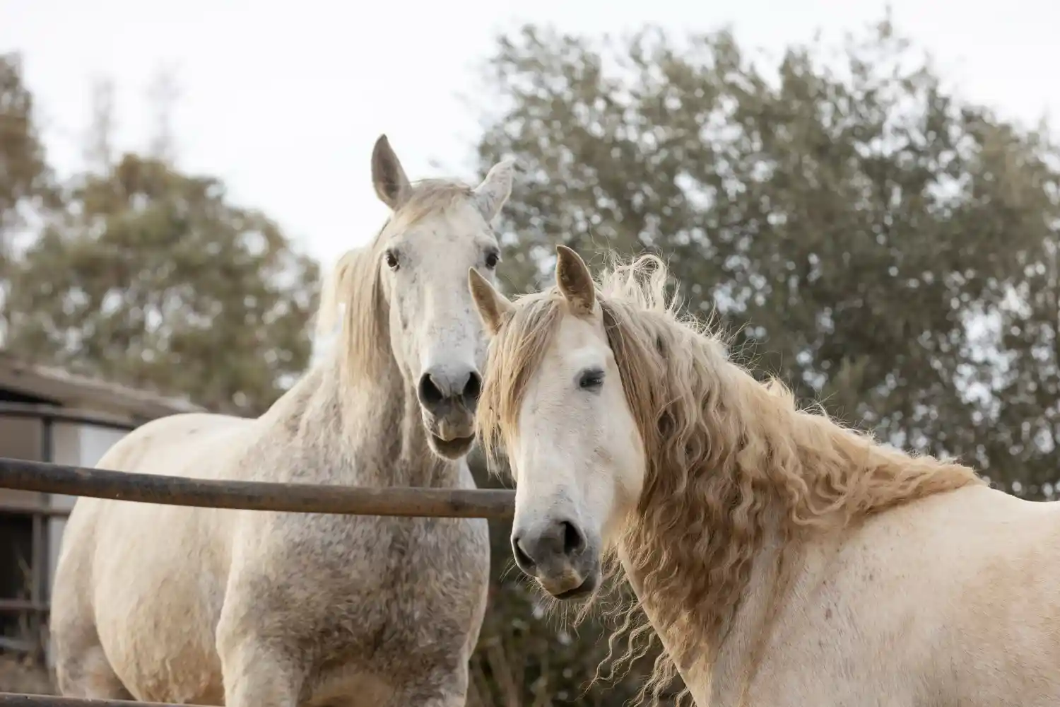 dos caballos blancos entre arboles