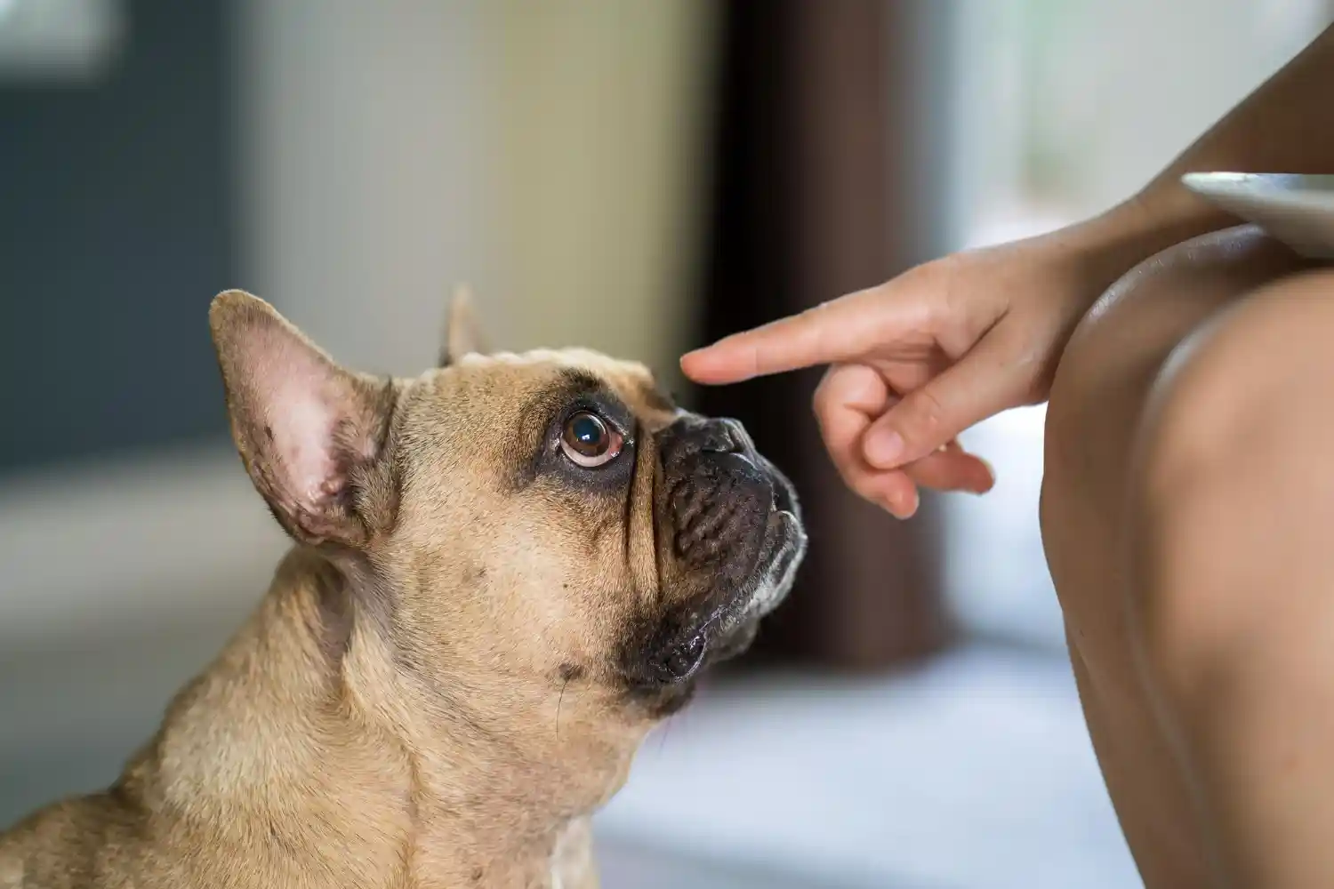 el zotal es malo para los perros​