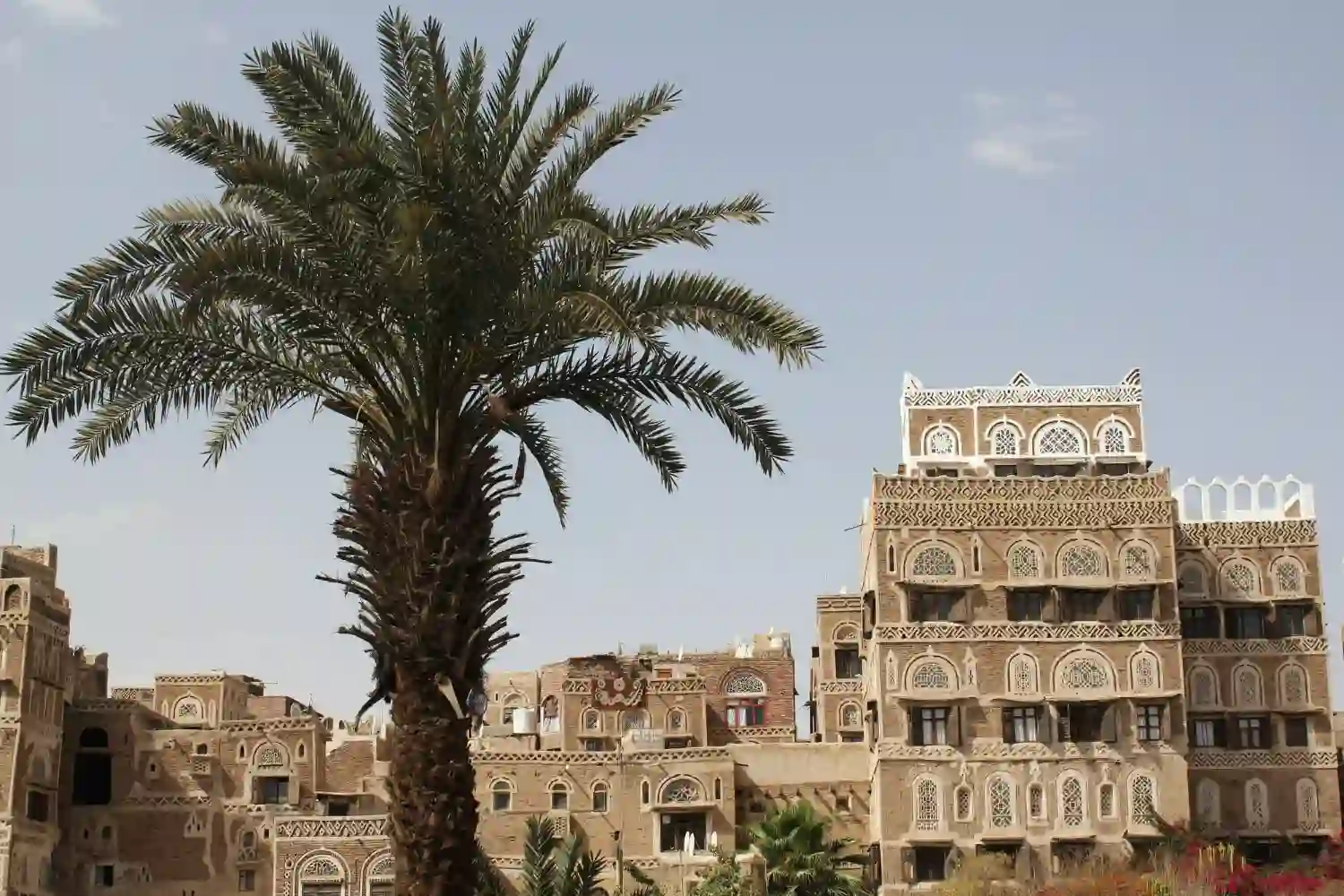 palmeras en sana'a capital de yemen