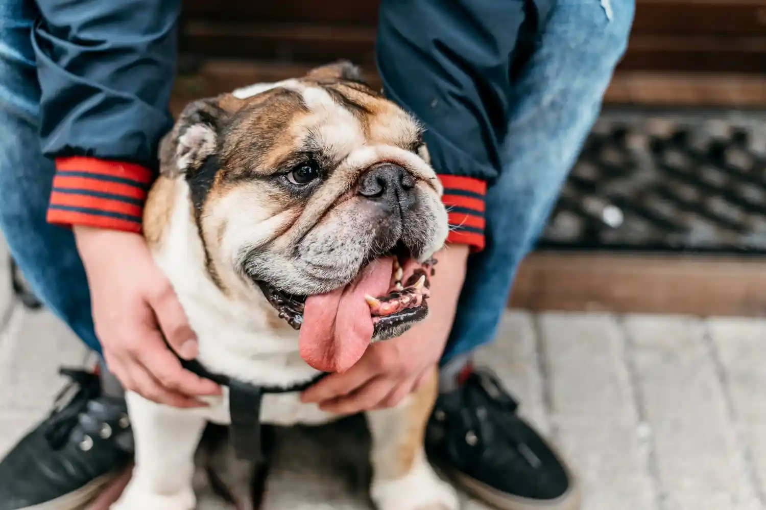 un bulldog similar a Roscoe