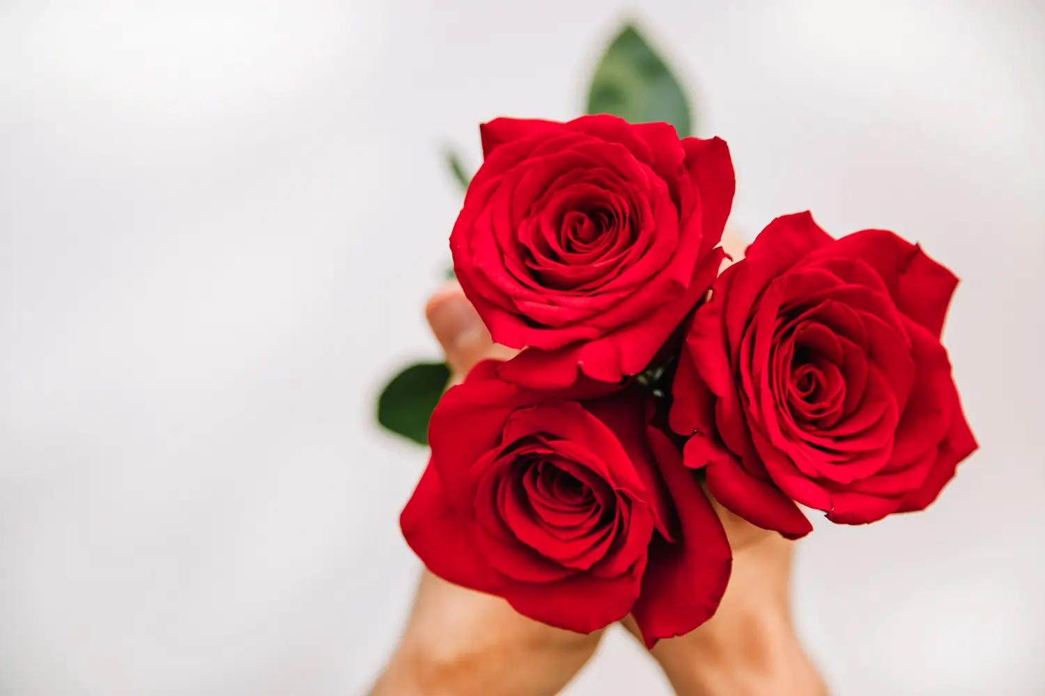 un mazo de rosas rojas