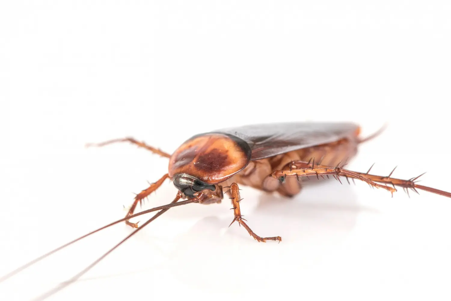 una cucaracha hembra en suelo