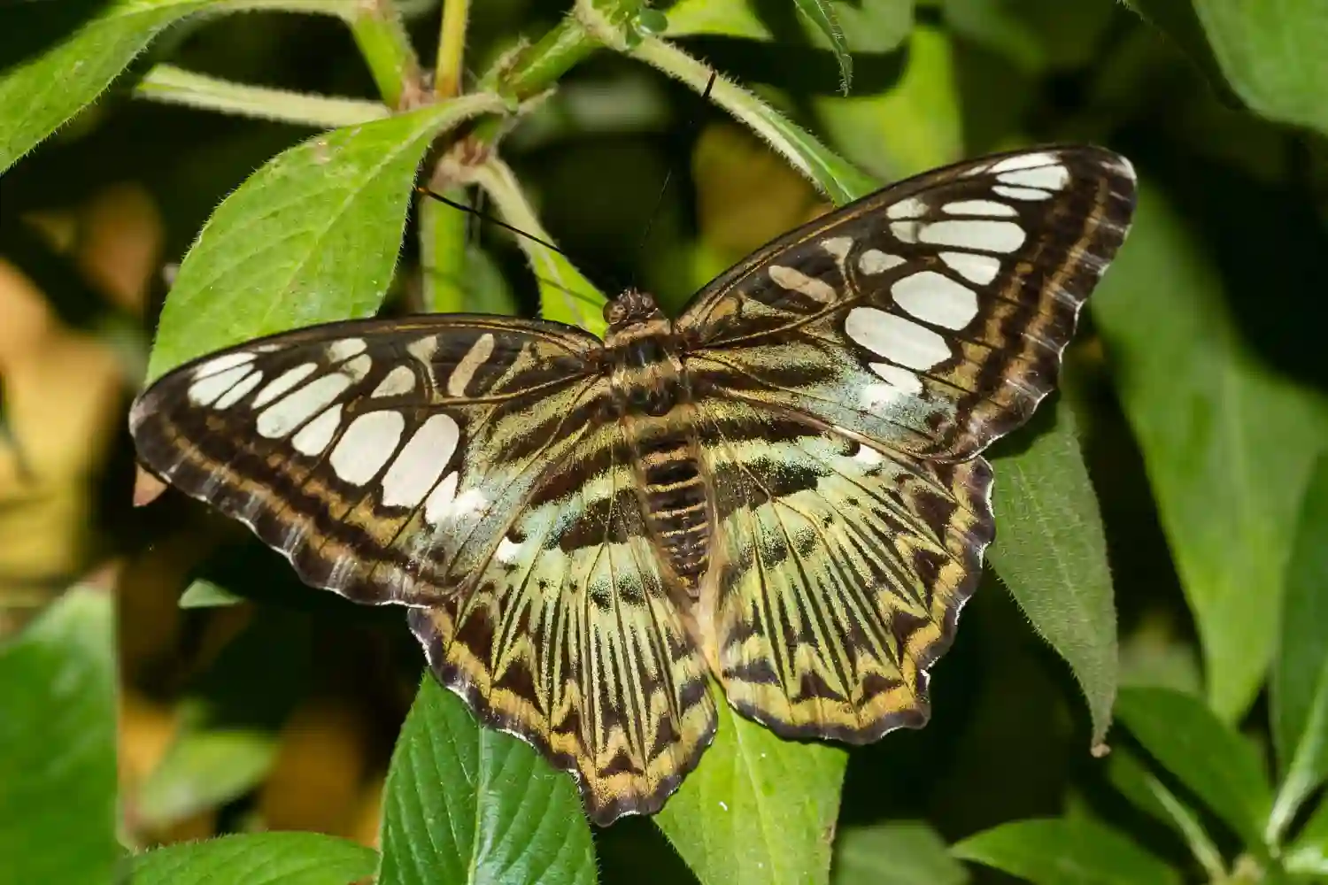una mariposa verde