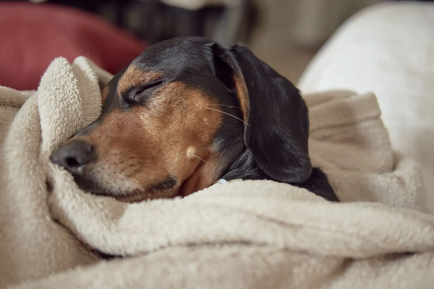 Qué sueñan los perros