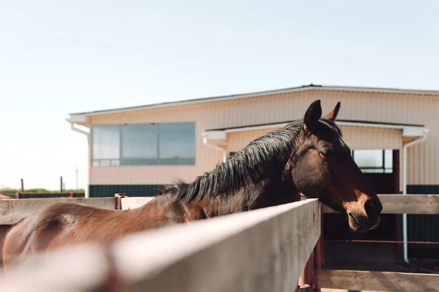 como duermen los caballos