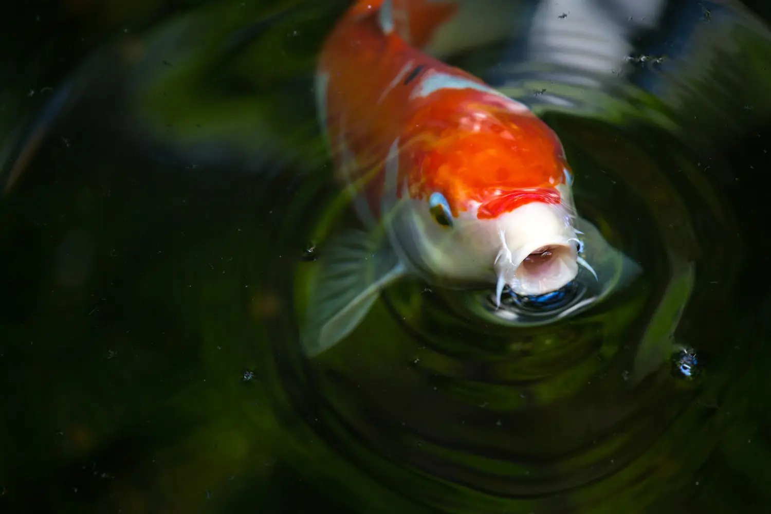 como duermen los peces