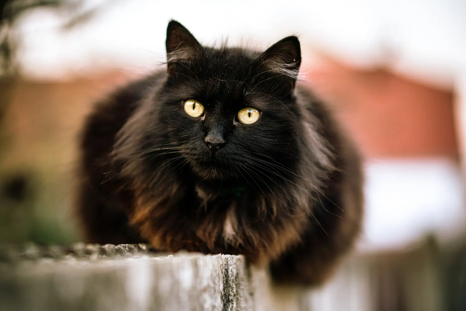 errassa paraliza las adopciones de gatos negros