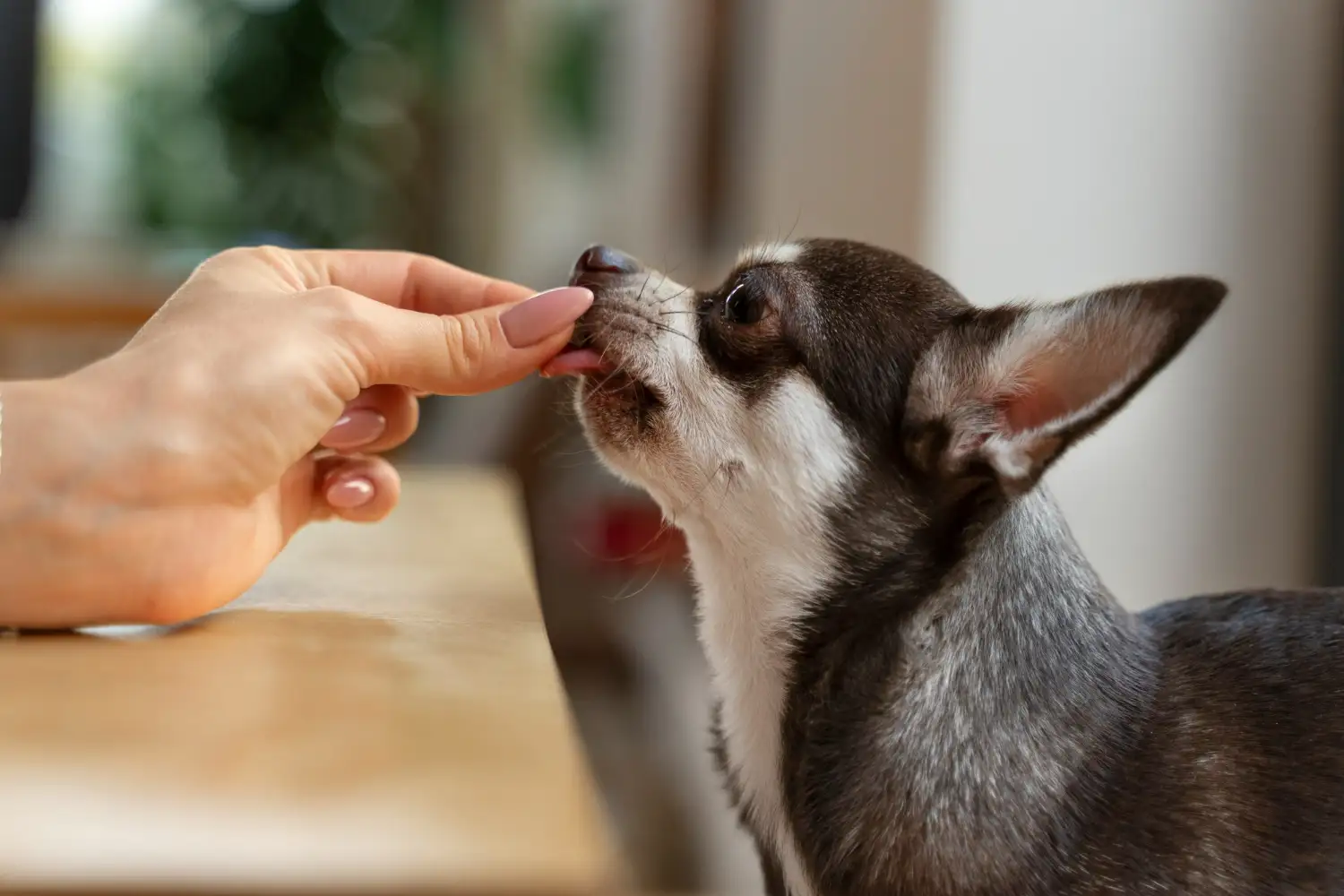los perros pueden comer pistachos