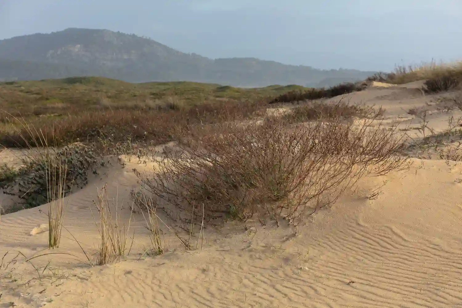 Alicante roza la desertificación total