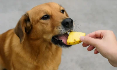 Los perros pueden comer piña