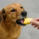 Los perros pueden comer piña