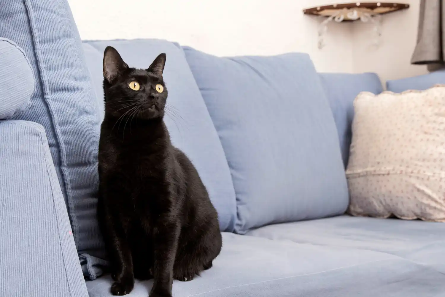 Tradiciones del gato negro en Europa