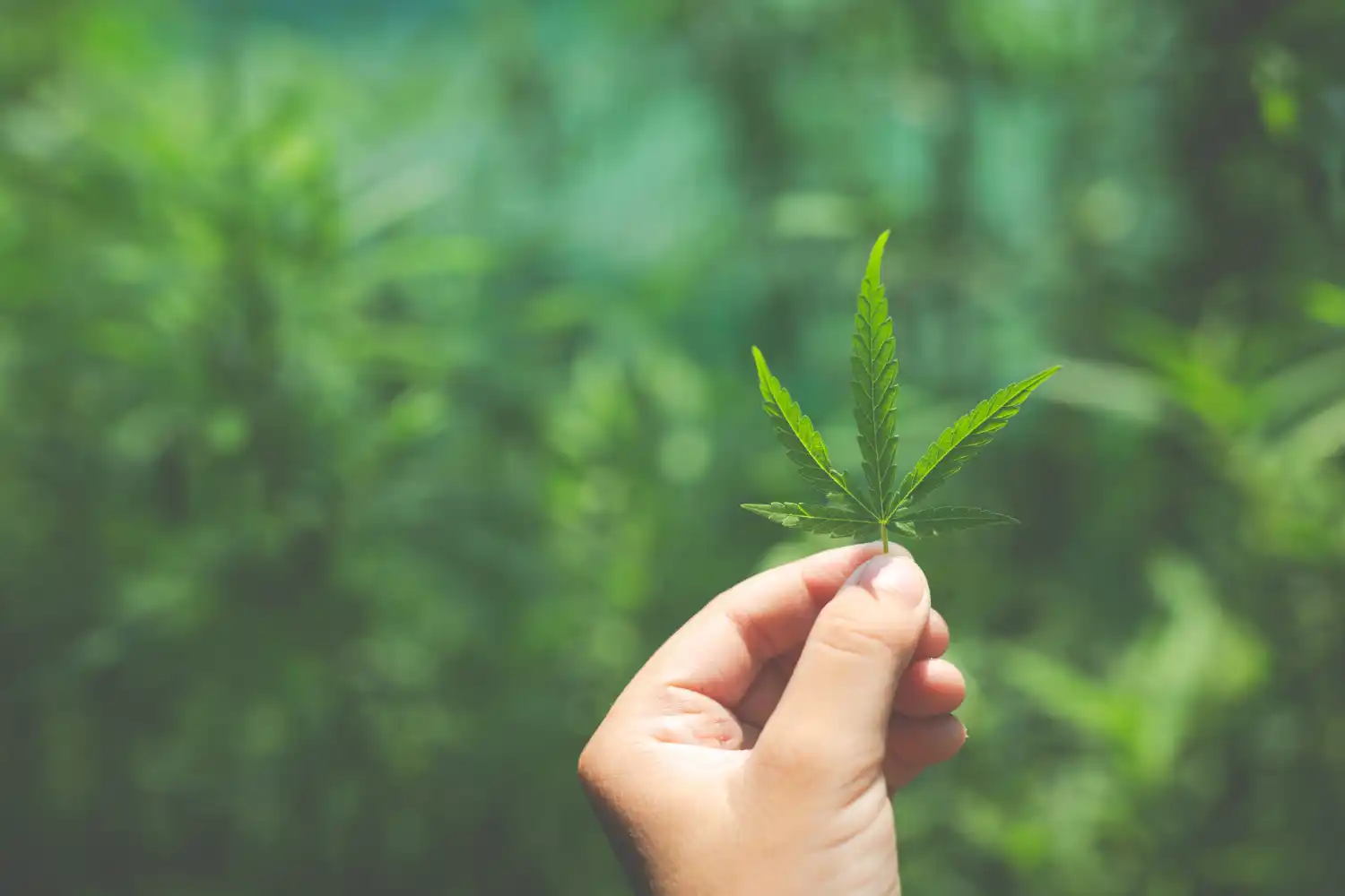 alcalde de Villar del Humo marijuana