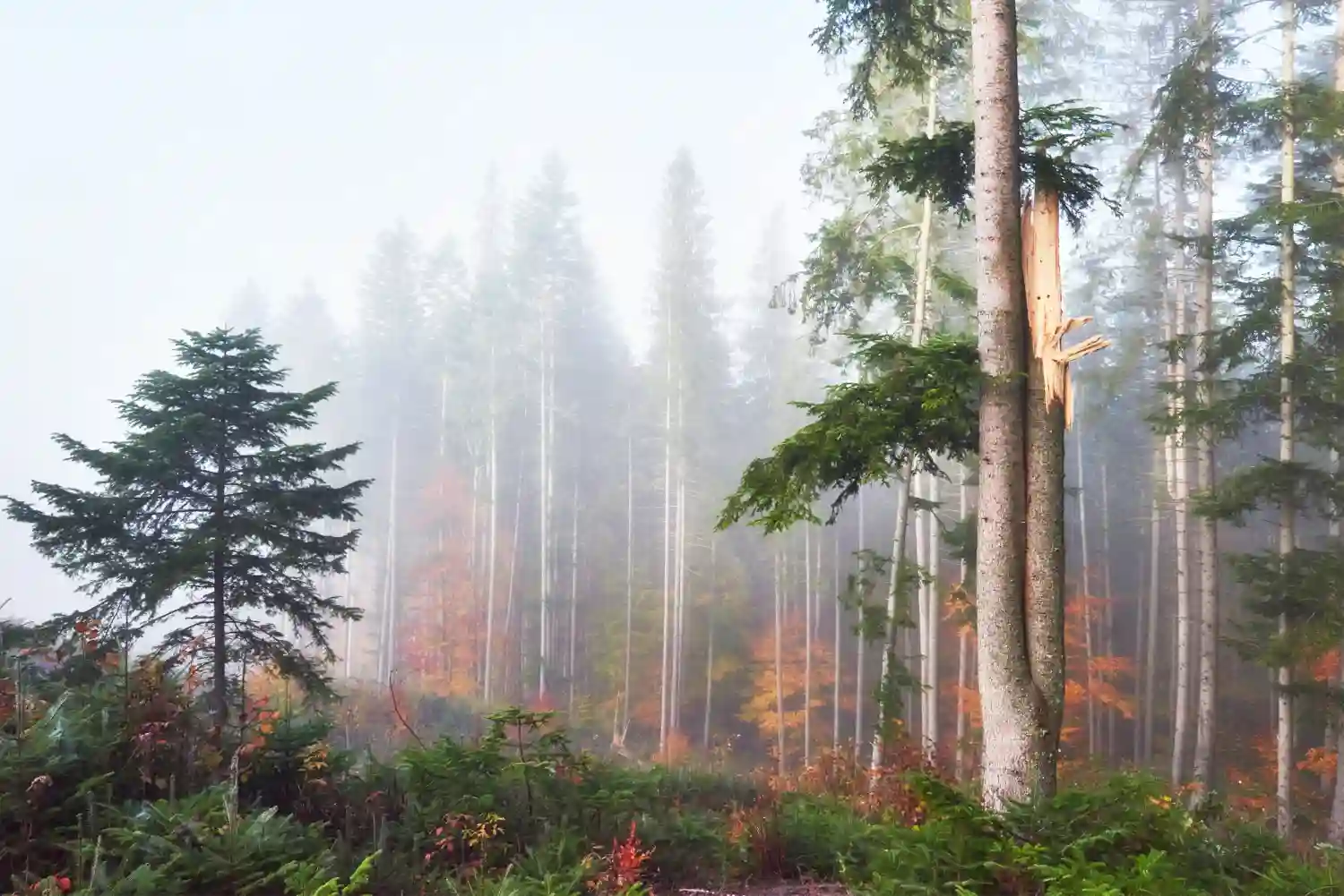 arden los bosques iraníes