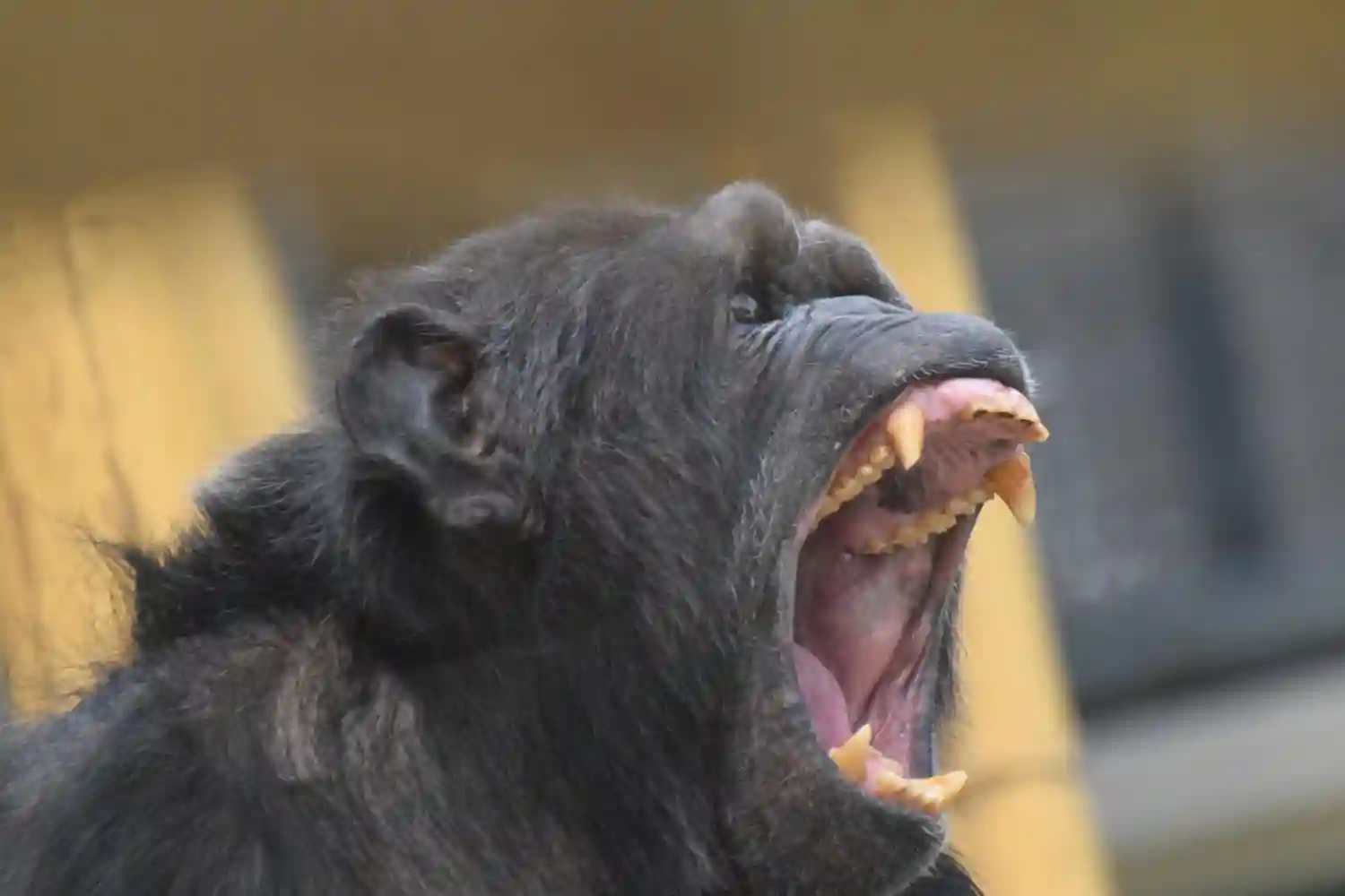 la primera guerra entre chimpancés