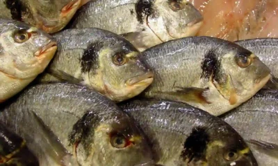 pescado dorada azul o blanco