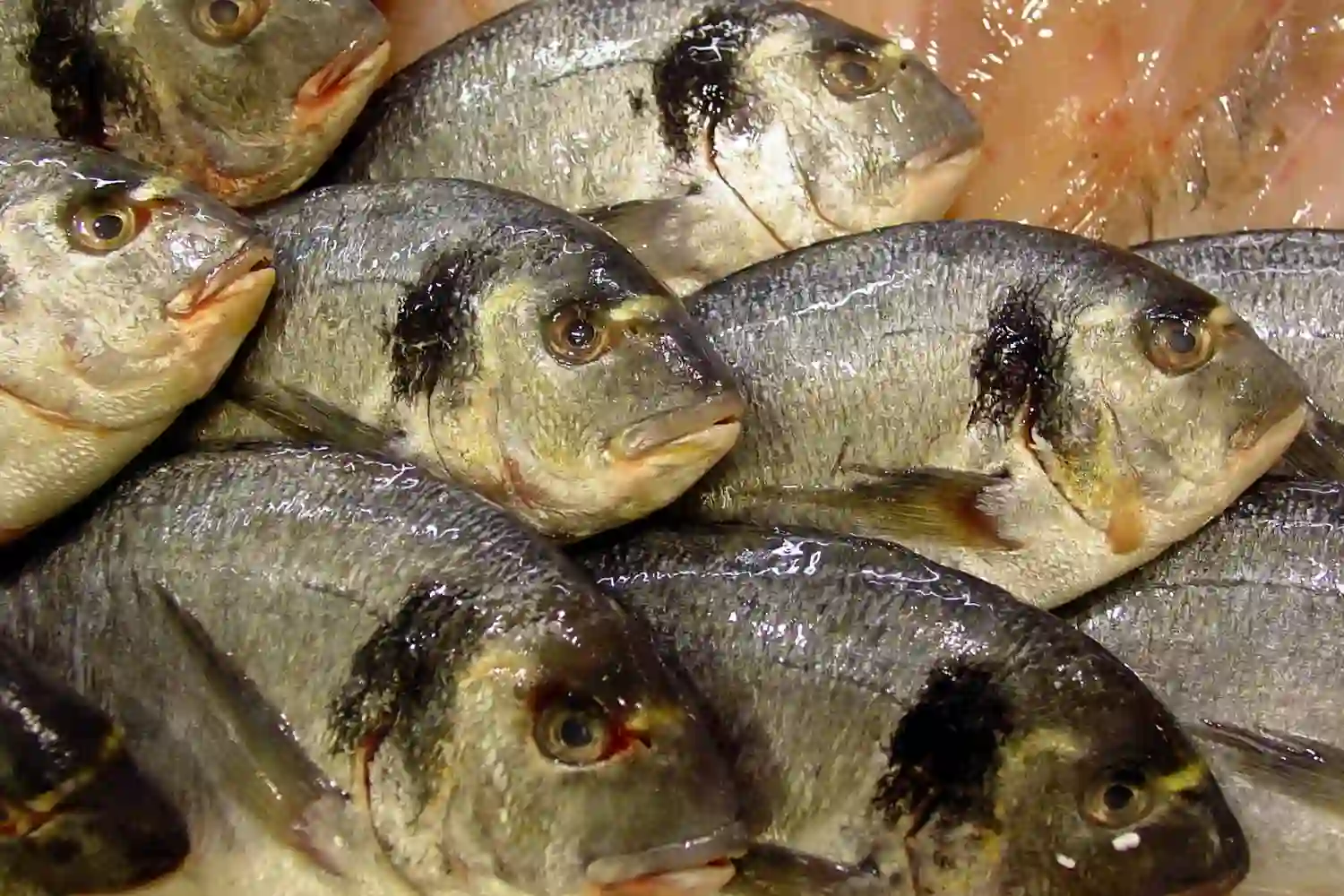 pescado dorada azul o blanco