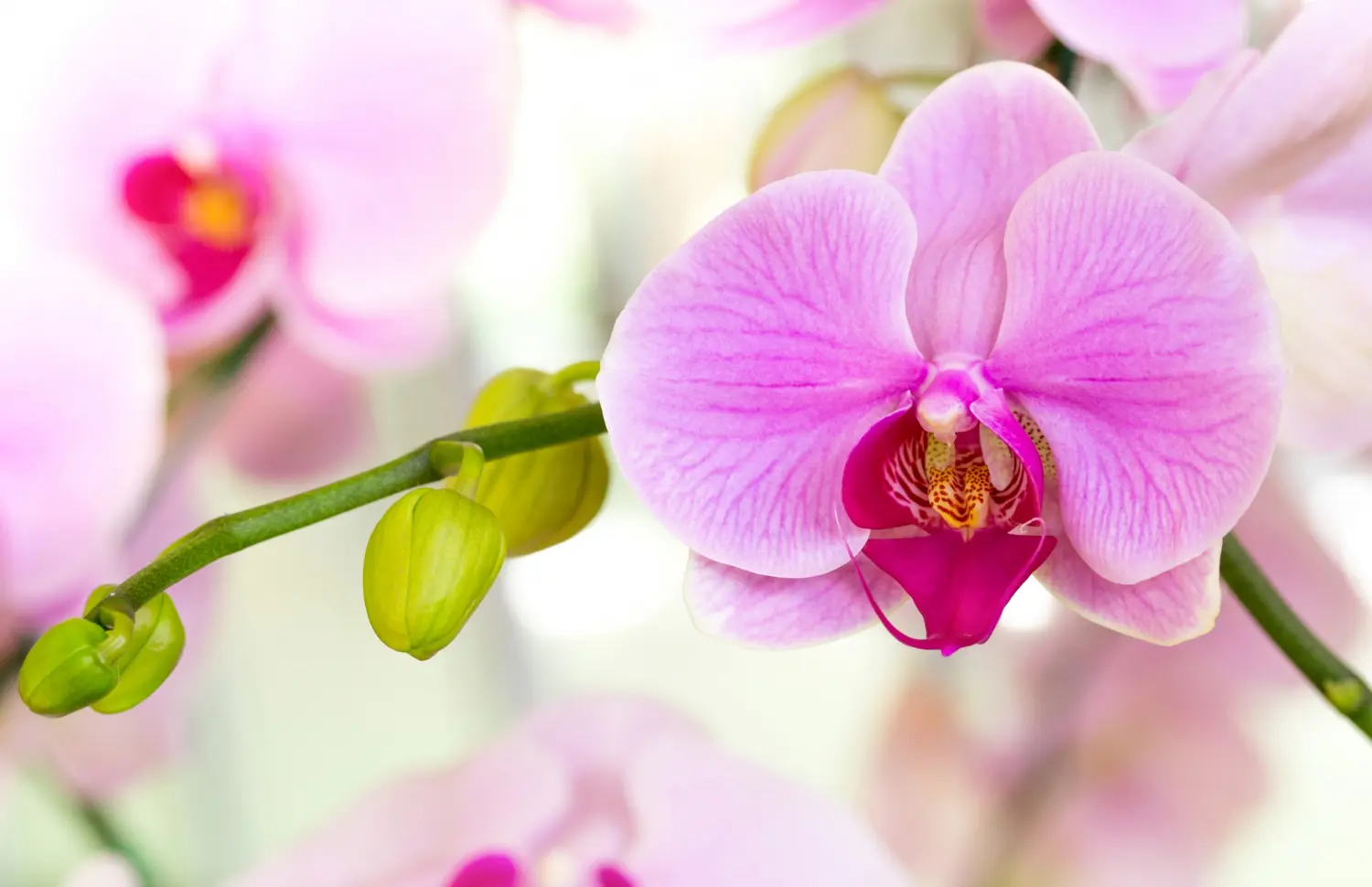 quitar varillas orquídeas nuevas