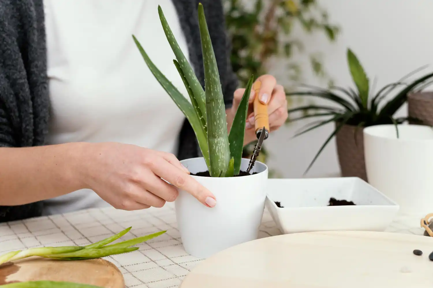Como cuidar aloe vera