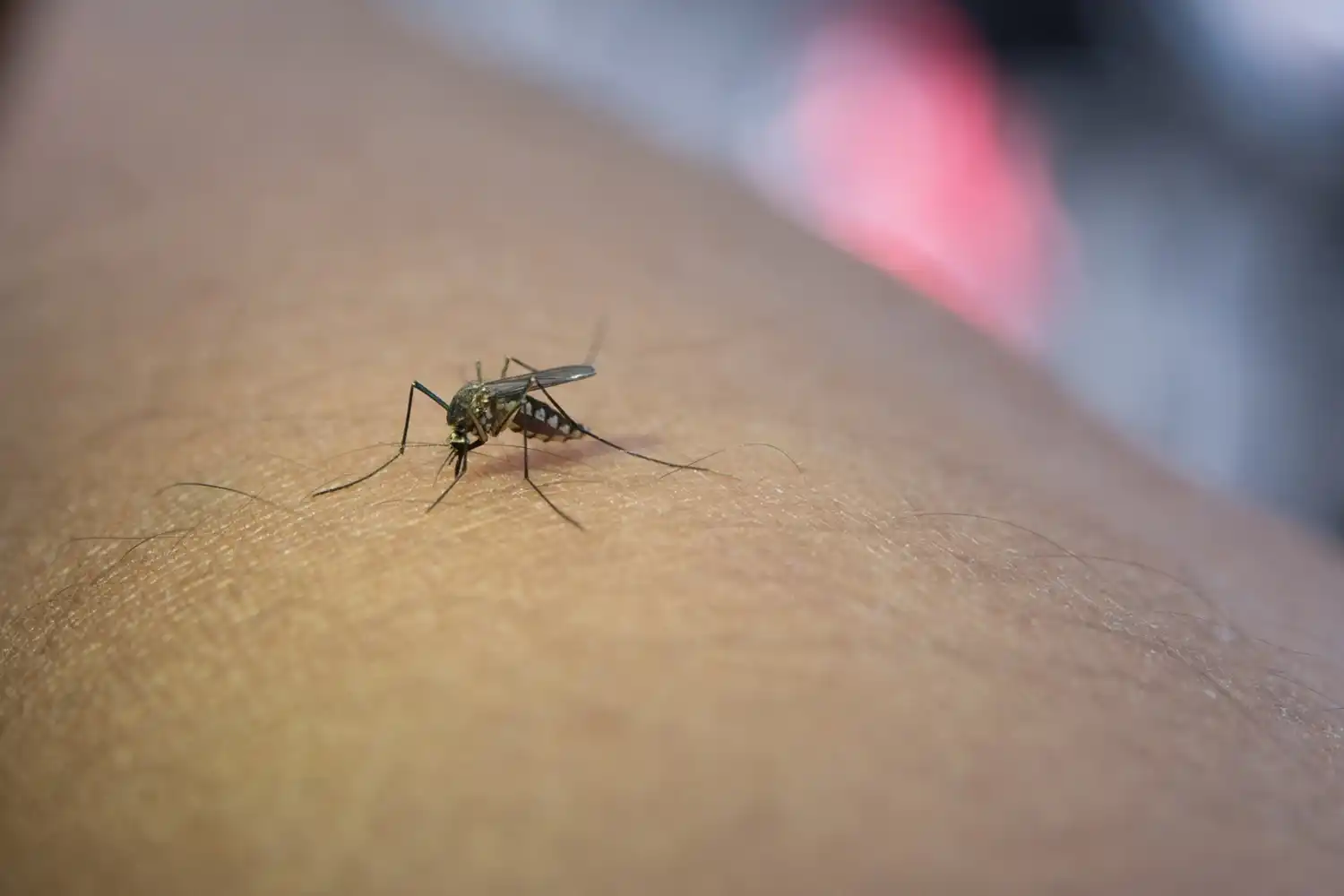 Cuba muertos por dengue chikunguña