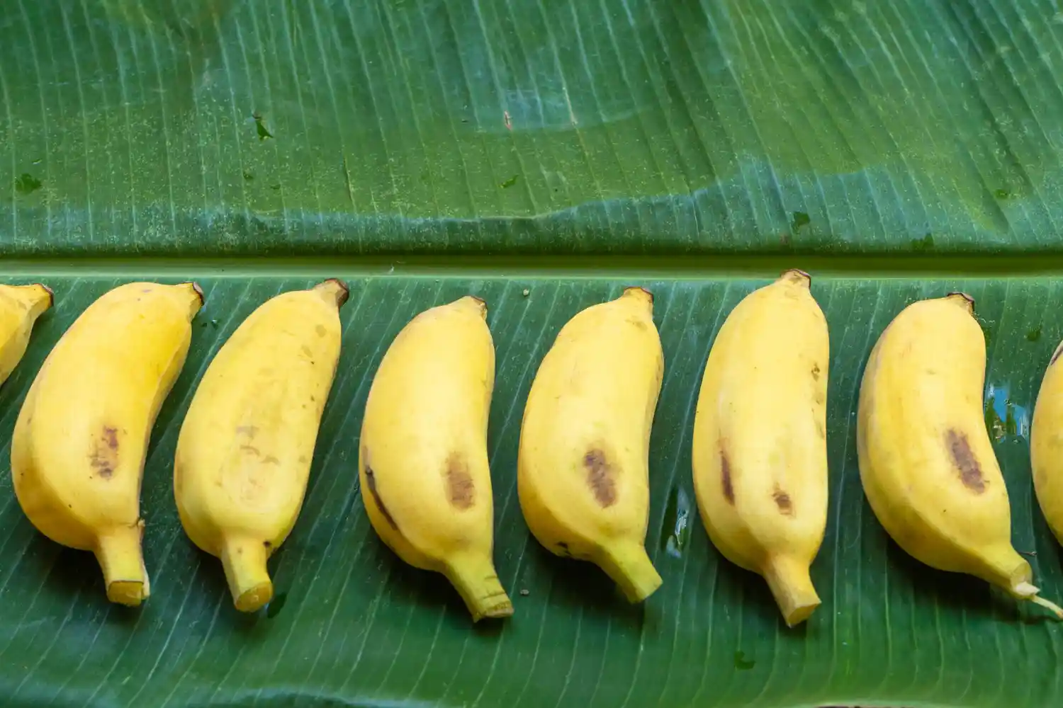 algunos plátano canario amarillos