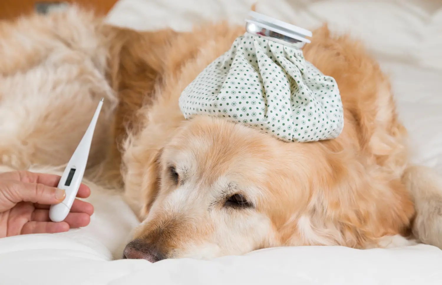 como saber si mi perro tiene fiebre​