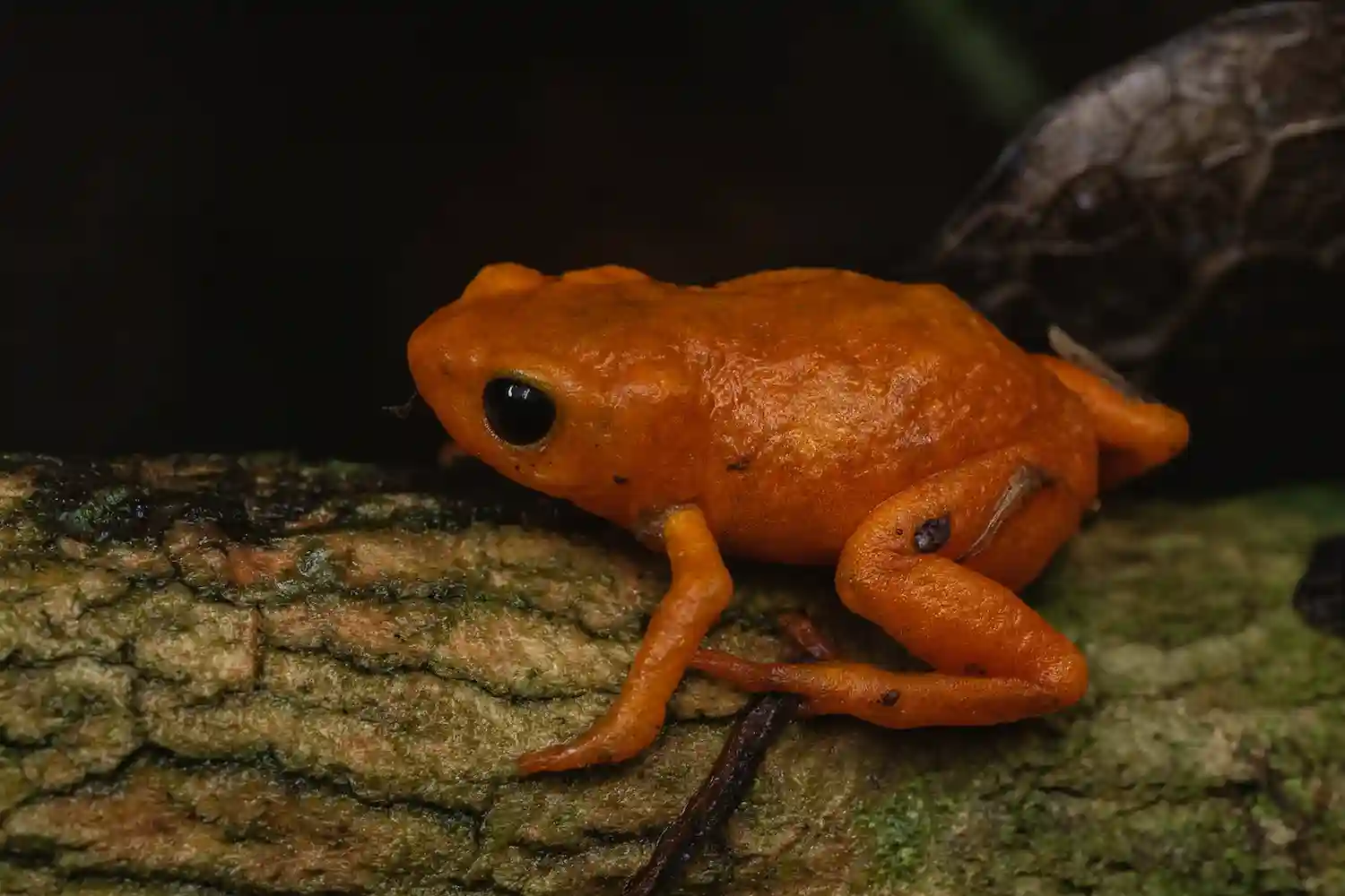 sapo calabaza de Lula