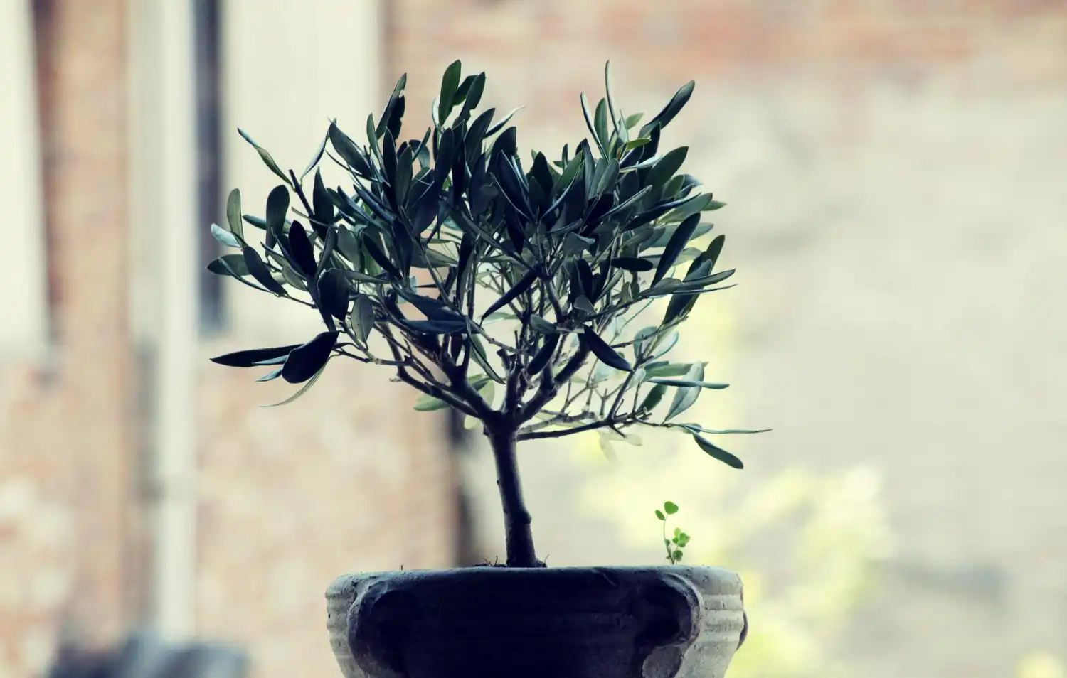 Cuanto tarda en crecer un olivo