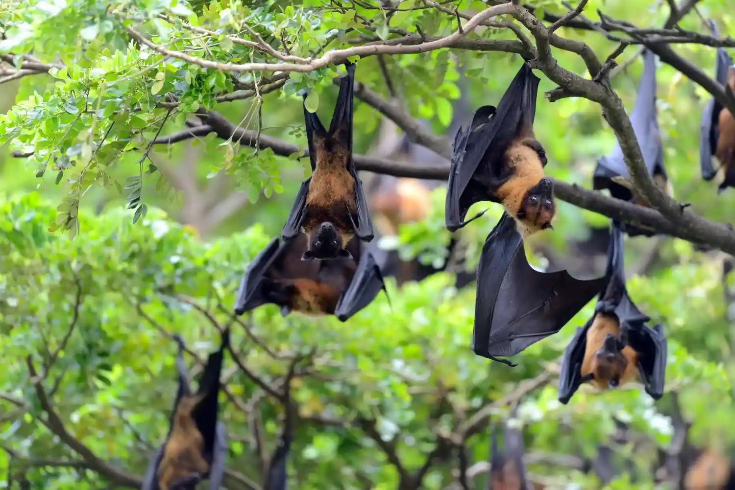 Nipah en India por comer murciélago