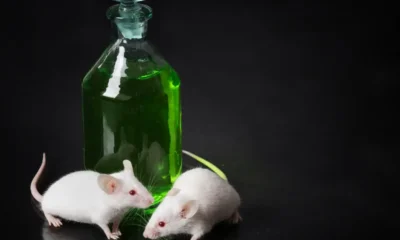 Porque las ratas se llevan el veneno