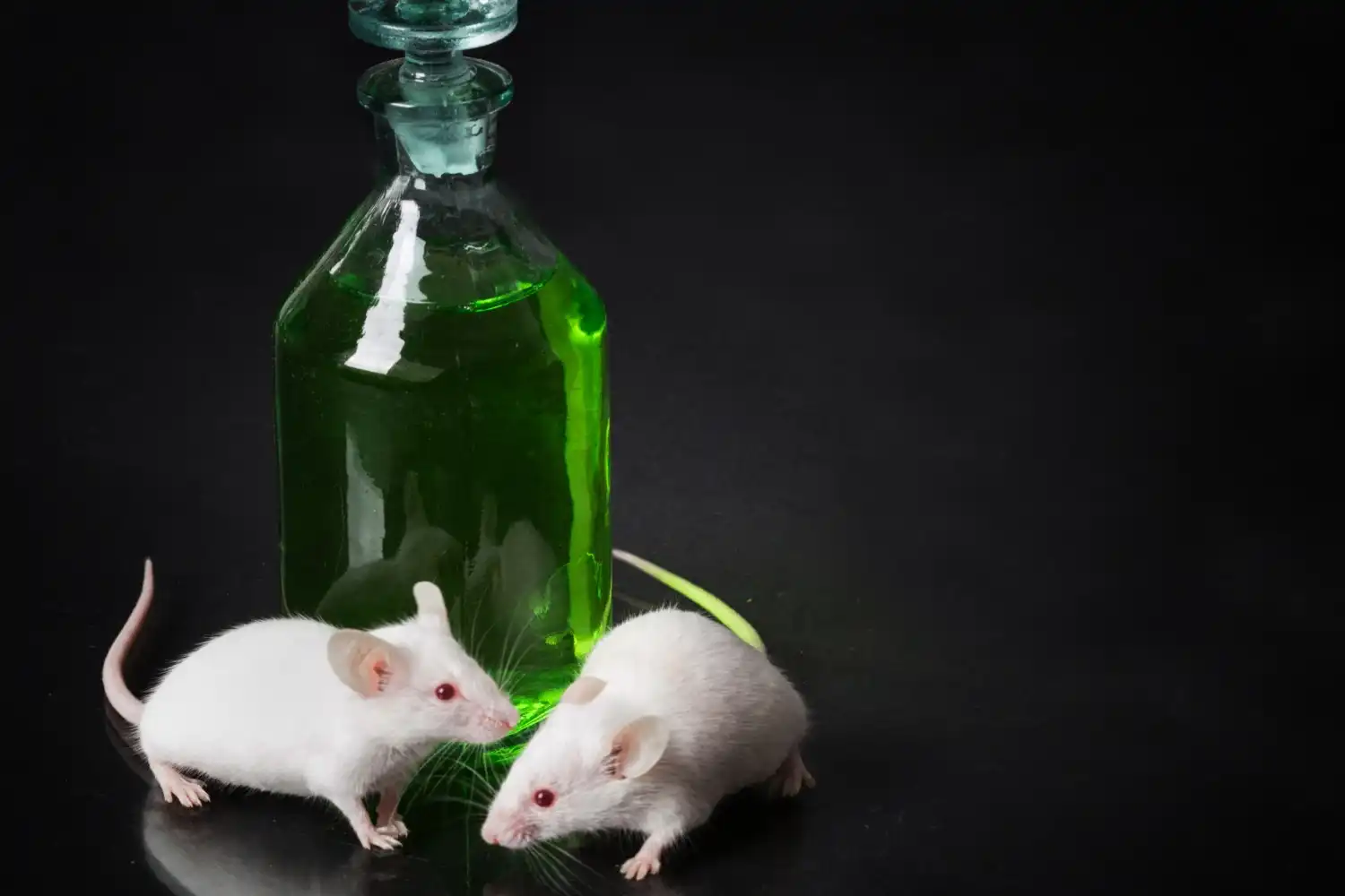 Porque las ratas se llevan el veneno