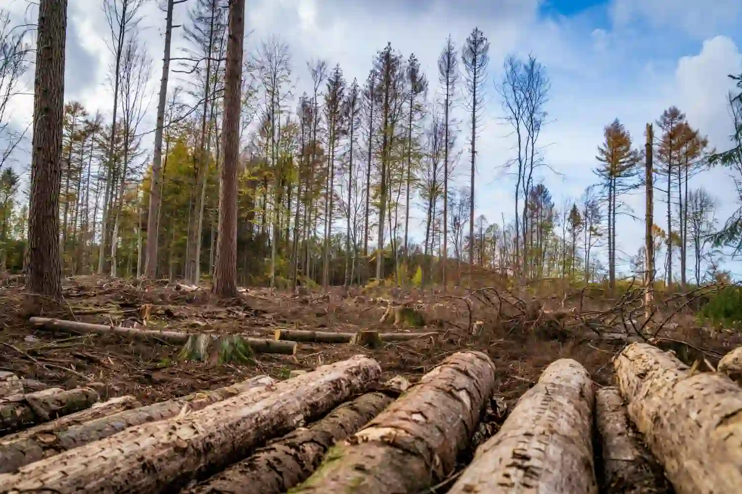 UE-Mercosur deforestación y emisiones de CO2