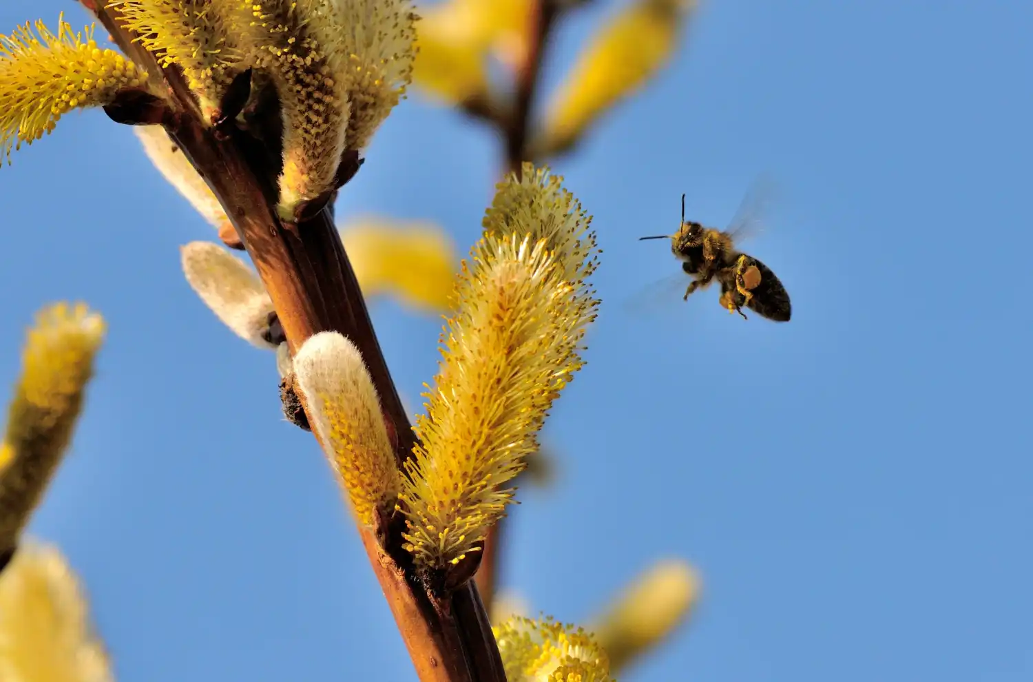abejas sin aguijón