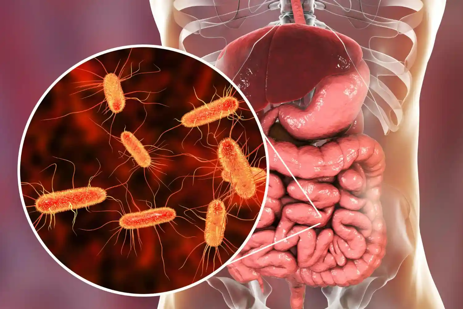 bacteria del intestino que frena la grasa